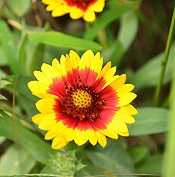 . Flower Seeds: Gaillardia Pulchella Red Seeds for Terrace and Kitchen Gardening Garden [Home Garden Seeds Eco Pack] Plant Seeds