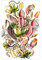 Vintage-Blumendruck, Krugpflanzen-Poster, Karnevalspflanze, Ernst Haeckel, Poster, ohne Rahmen, 30 x 45 cm