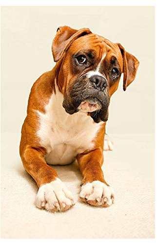 Jigsaw Puzzle 1000 Pieces Boxer Dog Learning Toy For Adults For Leisure Entertainment For Children Christmas 38x52cm