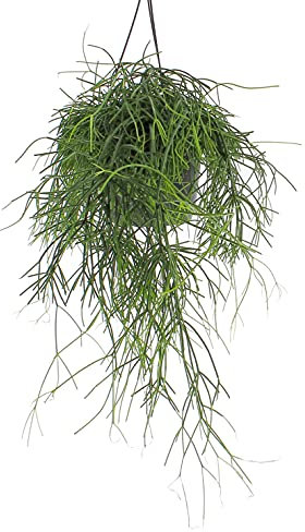 KENTIS - Rhipsalis Baccifera Oasis - Piante Pendenti Vere - Pianta da Appartamento - Vaso Ø 17 cm