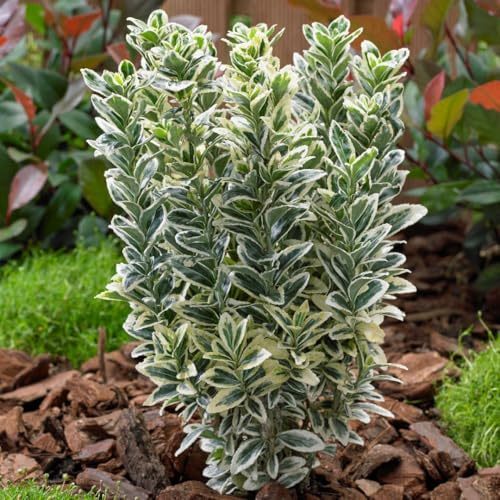 Euonymus japonicus 'White Spire' – Variegated Evergreen Shrub, Upright Habit, Ideal for Low Hedges, Borders & Containers – Easy Care, Year-Round Colour - 9cm Pot x3 By Thompson and Morgan