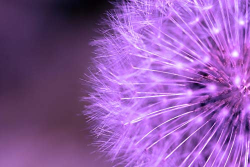 Magnettafel Pinnwand XXL Bild Pusteblume lila violett Größe 60 x 40 cm