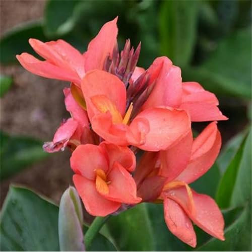 Canna Bulbs Mix,Canna Plants for Sale Potted/Plants/Rhizome/Ornamental/Resistant/Bedding/Gorgeous-1bulb-F