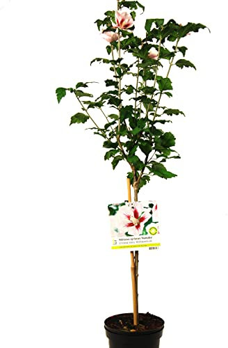 Hibiscus syriacus hamabo oder Garteneibisch rosa auf Stamm