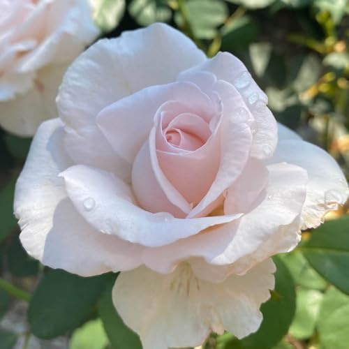 YouGarden Harkness Simon's Rose, Gift Wrapped Established Plant in 4 Litre Pot, Ready to Plant Floribunda Bush Rose with Pearl Pink Flowers, for Summer to Autumn Flowers in Pots, Beds, or Borders