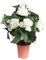 Botanic-Haus künstliche Begonie im Kunststofftopf (Creme-weiß (9 Stiele))
