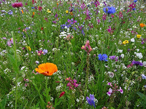 Blumenwiese mit Keimgarantie als Wildkräuter Mischung fünfjährige Bienenweide, insektenfreundlicher Garten mehrjährige winterharte Blühwiese für Bienen & Hummeln