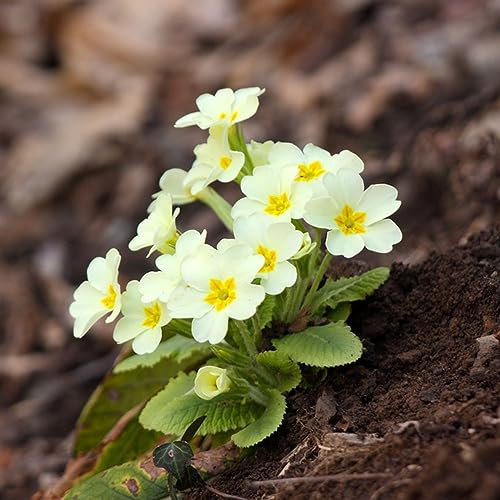 100 Stücke primeln samen, gartendeko für draußen, gärtner geschenke primeln pflanzen im topf wildblumensamen mehrjährig winterhart blumensamen gastgeschenk winterharte pflanzen für