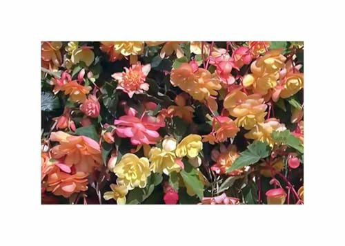 Stk - 25x Girlandenbegonie Illumination Apricot Garten Pflanzen - Samen F-S696 - Seeds & Plants Shop by Ipsa