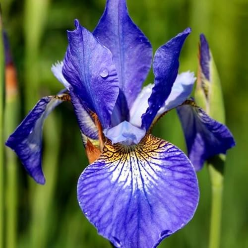 Iris Schwertlilien Mehrjährig Winterhart Blumenzwiebeln Knollen Viele Farbe und Sorte zur Auswahl Mix Sibirica Zwerg Pflanzen (Iris siberica Blau)