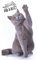 Carbotex Katzen Motiv Kinder-Handtuch 30 x 50 cm