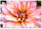 Postereck - 2814 - Dahlien, Blüte Pflanze Flora Blume Feld Rosa - Wandposter Fotoposter Bilder Wandbild Wandbilder - Leinwand - 60,0 cm x 40,0 cm
