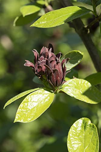 Gewürzstrauch 60-80 cm Topf Calycanthus floridus winterhart duftend | Calycanthus floridus, breit buschig, rotbraune duftende Blüten Mai-Juni, sonnig bis halbschattig, Duftgarten