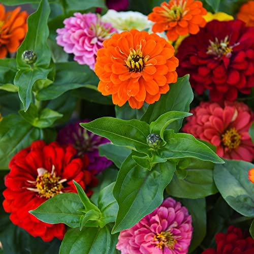 Half-Hardy Annual Zinnia Zesty Pollinators Bees Butterflies Colourful Double Blooms x15 Garden Ready Plants by Thompson and Morgan (15)