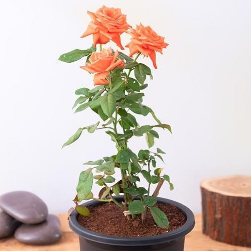 graines de rosier 100 pièces orange
