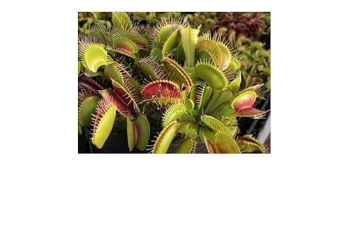 Stk - 5x Dionaea muscipula B52 Venusfliegenfalle Pflanzen - Samen B1215 - Seeds & Plants Shop by Ipsa