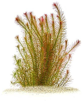 Rotala wallichii - Rotes Mooskraut in vitro XL - 8,5cm Bechergröße - Hintergrund Wasserpflanzen für Aquarien