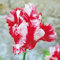 Papagei Tulpe Estella Rijnveld - 10 blumenzwiebeln