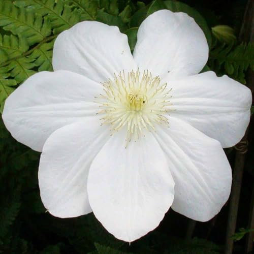 Clematis 'Madame Le Coultre', 2er-Set, weiß, Höhe 60-80cm, Topf 2 Liter