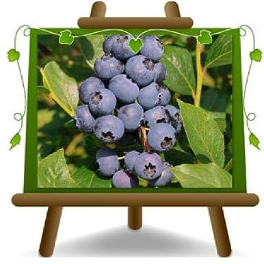 EURO PLANTS VIVAI Mirtillo Nero Gigante Americano - Precoce var Duke-Pianta da Frutto Antico su Vaso ø 20 cm - Altezza 50~100 cm