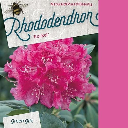 Rhododendron 'Rocket' 40-50 cm pot | Floraison rouge vif spectaculaire, arbuste vigoureux, idéal grand jardin