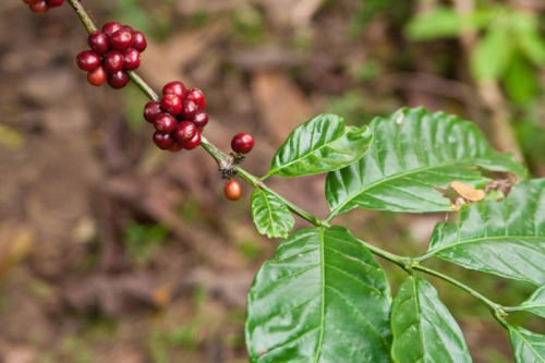 Coffea Robusta Robusta-Kaffee Samen!