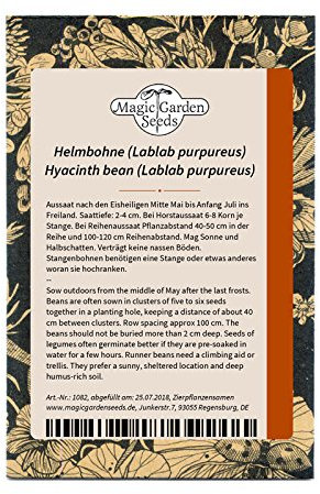 Helmbohne (Lablab purpureus) 10 Samen Hyazinthbohne Faselbohne Ägyptische Indische Bohne