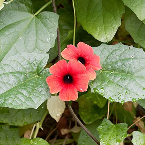 SchwarzäUgige Susanne - Samen 400 Blumensamen Gastgeschenk Kletterpflanzen Winterhart Rosa Blumenwiese Samen Hochbeet Balkon Winterharte Pflanzen FüR Garten