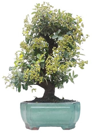 Bonsái de Pyracantha, Árbol de Espino de Fuego, Ref.14640, Maceta de Cerámica verde