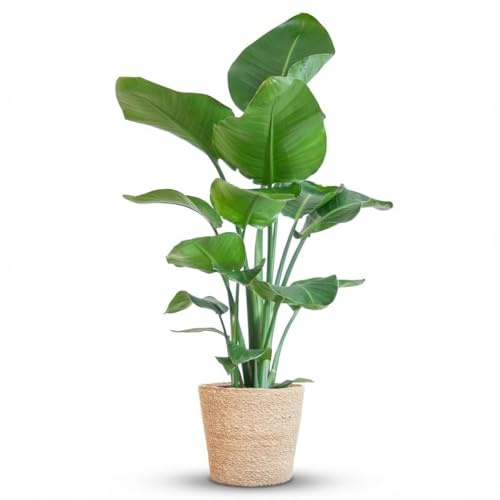 Green boutiQ - Zimmerpflanze - Paradiesvogelblume - Strelitzia Nicolai - Grün - Pflegeleicht - 1 Pflanze - mit Korb - Topf 21cm - Höhe 80-90cm