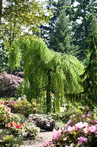 Betula pendula 'Youngii' 180 cm Stammhöhe - Hängebirke, dekorative Hängeform, ideal für Solitärstellung, pflegeleicht und winterhart