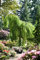 Betula pendula 'Youngii' 180 cm Stammhöhe - Hängebirke, dekorative Hängeform, ideal für Solitärstellung, pflegeleicht und winterhart