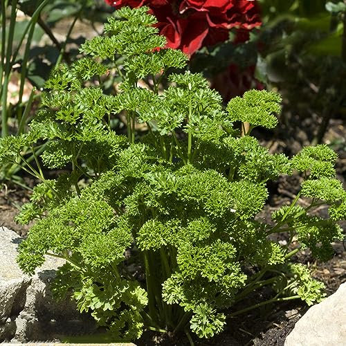 600 piezas Semillas de perejil perenne - cobertura del suelo, semillas, hortalizas de invierno Semillas de perejil - Petroselinum crispum - semillas de perejil, semillas de hierbas