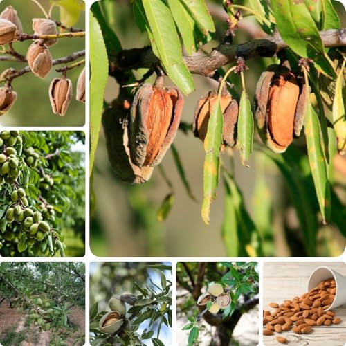 30 pcs Mandelbaum-Samen pflanzen balkon, sträucher winterhart Mandelbaum Winterhart Samen - robuste balkonpflanzen winterhart, bäume kaufen, exotische pflanzen samen garten, exotische