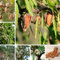 30 pcs Mandelbaum-Samen pflanzen balkon, sträucher winterhart Mandelbaum Winterhart Samen - robuste balkonpflanzen winterhart, bäume kaufen, exotische pflanzen samen garten, exotische