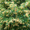 lindenbaum pflanze samen - winterharte stauden linden baum gewächshaus balkon bio saatgut winterharte pflanzen für den garten bäume kaufen plants steingartenpflanzen winterhart 5pcs