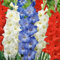 Bulbi di gladiolo Bulbi resistenti al freddo Facili da coltivare e mantenere Focus sul giardino Crea una splendida torre di fiori-a-8 bulbi