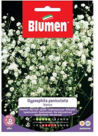 SEMI GYPSOPHILA PANICULATA BIANCA BLUMEN