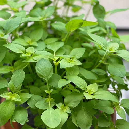 katzenminze winterhart - samen kübelpflanzen winterhart mehrjährig dekopflanzen wildblumensamen dachbegrünung samen pflanzen garten bodendecker pflanzen winterhart kräuter pflanzen 500pcs