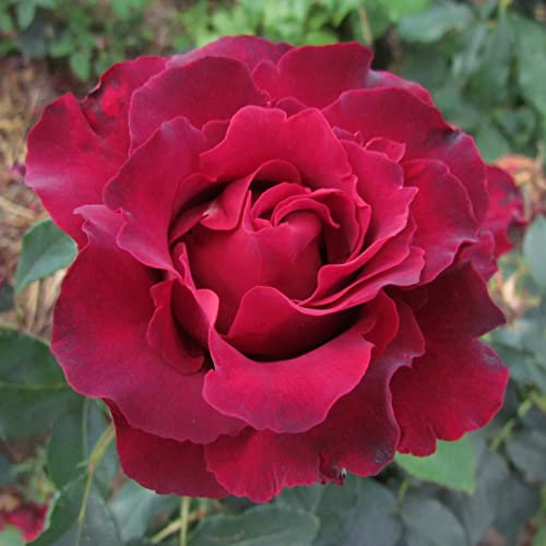 Hommage A Barbara - 5.5lt Potted Hybrid Tea Garden Rose Bush - Deep Red Lightly Scented Blooms with Gorgeous Frilled Edged Petals