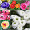 8 StüCk Ranunkeln Zwiebeln Winterhart Butterblumen Dekopflanzen FrüHblüHer Blumenzwiebeln Mix Luftreinigende Zimmerpflanzen Topfpflanzen DraußEn Winterharte Balkonpflanzen Plants