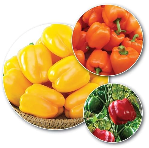 Gardeners Kitchen - Pepper Plants - 'Mixed Bell Varieties' - 3 X 9cm Pot Vegetable Plants. (206-208-237)