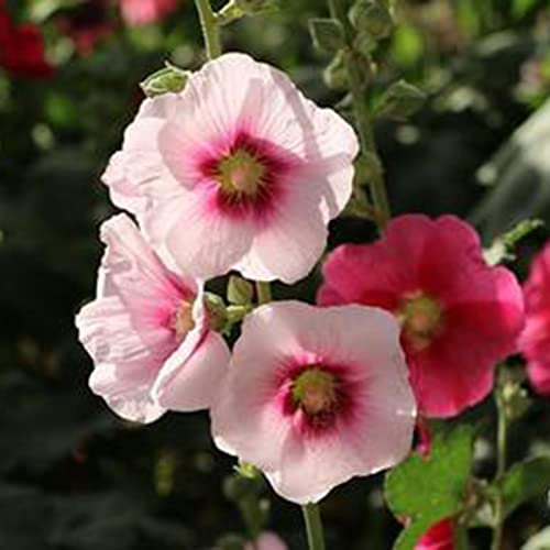 Haloppe 50 Stück Stockrose Blumen Pflanzen Samen für Hausgarten Pflanzen, Blumensamen Biennale Stockrose Samen für Hof Rosa