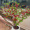 25 pcs holly samen-ilex crenata（buchsbaum） liguster heckenpflanzen balkonpflanzen bonsai samen samen anzucht stauden winterhart mehrjährig gewächshaus balkon pflanzen für draußen