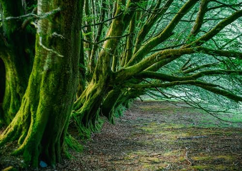 Grußkarte, Baum, Natur und Landschaft, Buche Hecke bei Simondsbath