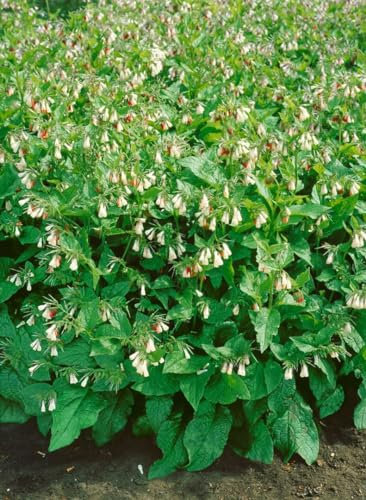 Symphytum grandiflorum 'Wisley Blue' ca. 9x9 cm Topf - Großblütiger Beinwell, blaue Blüten, Blütezeit April-Mai, bodendeckend, bienenfreundlich, pflegeleicht