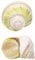 CHAASDEOM Coquille de mer naturelle. Coquilles de crabe ermite Croissance Coquillage Grande conque Escargot 2 PCS, Décoration naturelle for aquarium Artisanat de décoration