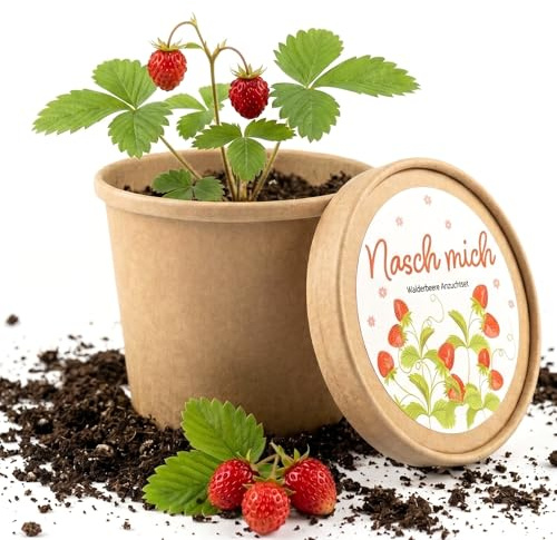 Set per la coltivazione di fragole in vaso – Fragole coltivate da soli sul davanzale della finestra – Set completo di piante con semi e terra – Fragole dolci per balcone, cucina, spuntini e giardino