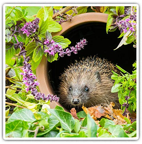Quadratische Aufkleber, 10 cm, für Garten, Igel, Tiere, Laptop, Tablet, Gepäck, Scrapbook, #14340