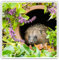 Quadratische Aufkleber, 10 cm, für Garten, Igel, Tiere, Laptop, Tablet, Gepäck, Scrapbook, #14340
